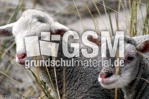 Schaf (20 von 61).jpg